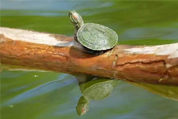 Dream Interpretation Turtle Eating Fish Meaning - DreamDecode-DreamDecode