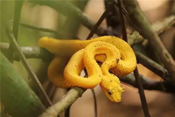 Dream of Pit Viper Meaning and Interpretation - NuvoraDream - DreamDecode-DreamDecode