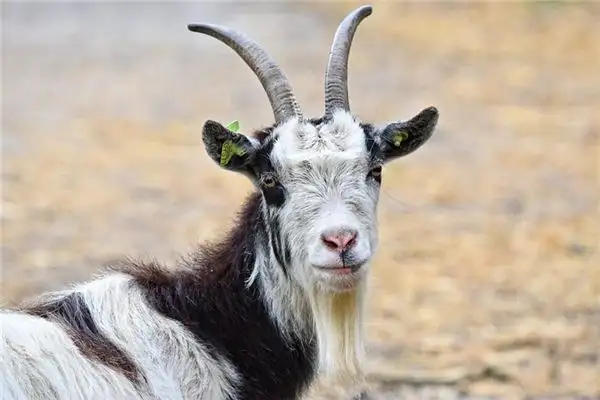 Dream of Goats Meaning - NuvoraDream - DreamDecode-DreamDecode