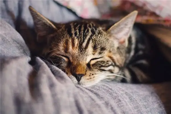 Dreaming of a Kitten Meaning and Interpretation - NuvoraDream - DreamDecode-DreamDecode