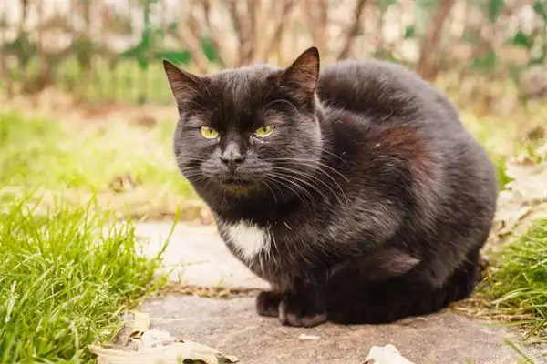 Dream Interpretation of a Blood Covered Black Cat at NuvoraDream - DreamDecode-DreamDecode