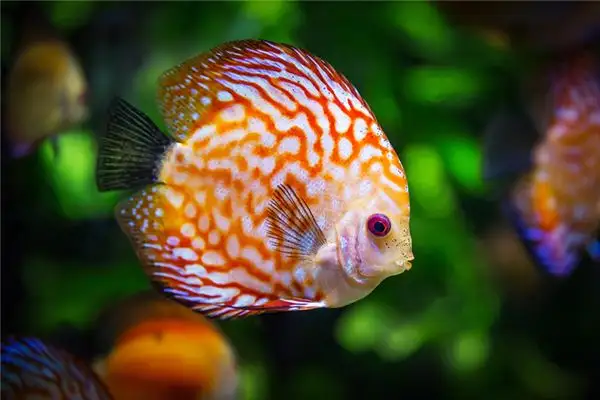 Dream Interpretation Fish Swimming in Water NuvoraDream - DreamDecode-DreamDecode