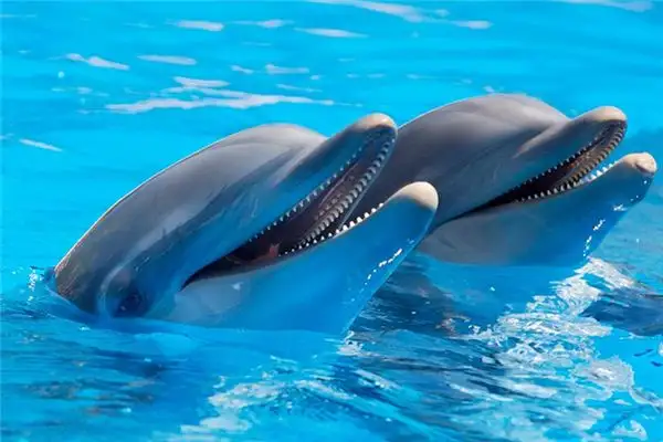Dreaming of Dolphins Meaning and Interpretation - NuvoraDream - DreamDecode-DreamDecode