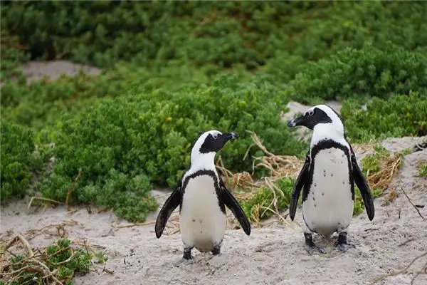 Dream of Penguins Meaning - NuvoraDream Interpretation - DreamDecode-DreamDecode