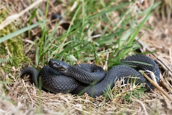 Dream Interpretation of Black Snake Meaning in Dreams - DreamDecode-DreamDecode