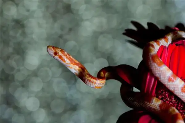 Dream of a Flower Snake Meaning and Interpretation - NuvoraDream - DreamDecode-DreamDecode