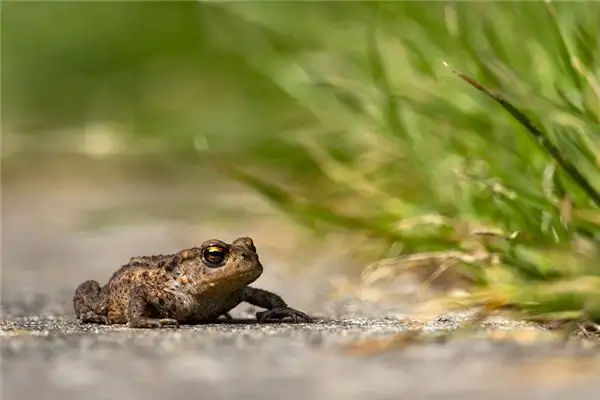 Dream Interpretation of Toads - NuvoraDream - DreamDecode-DreamDecode