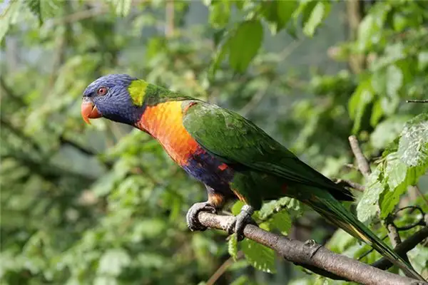 Dream Interpretation Dead Parrot Meaning on NuvoraDream - DreamDecode-DreamDecode