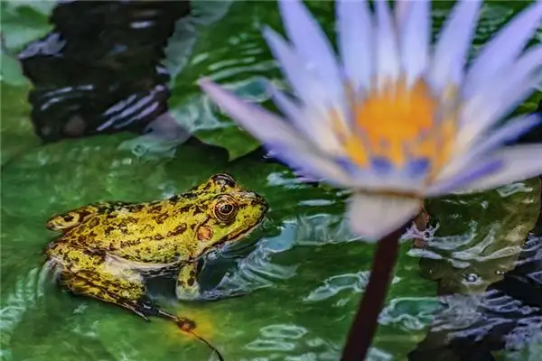 Dream of White Toad Meaning and Interpretation - NuvoraDream - DreamDecode-DreamDecode