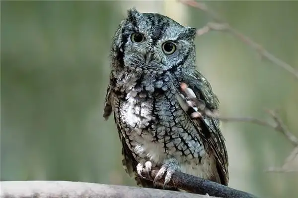 Dreaming of an Owl Meaning and Interpretation - NuvoraDream - DreamDecode-DreamDecode