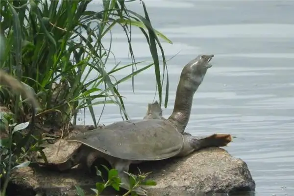 Dream of Turtle Meaning and Interpretation - NuvoraDream - DreamDecode-DreamDecode