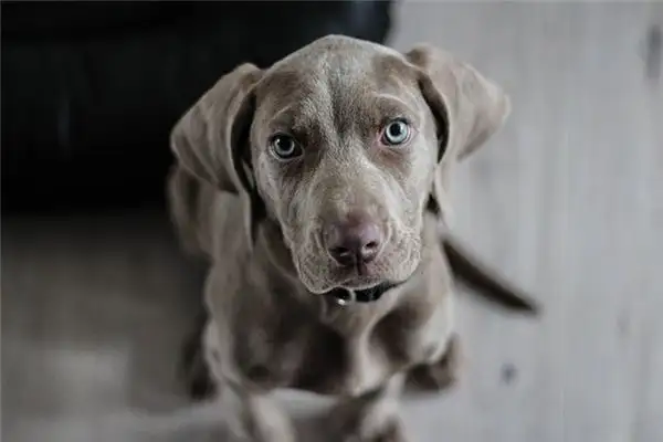 Dream Interpretation Killing a Dog Meaning and Symbolism - DreamDecode-DreamDecode