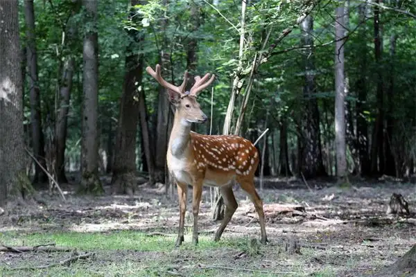 Dream Interpretation of a Captured Deer Jumping - NuvoraDream - DreamDecode-DreamDecode