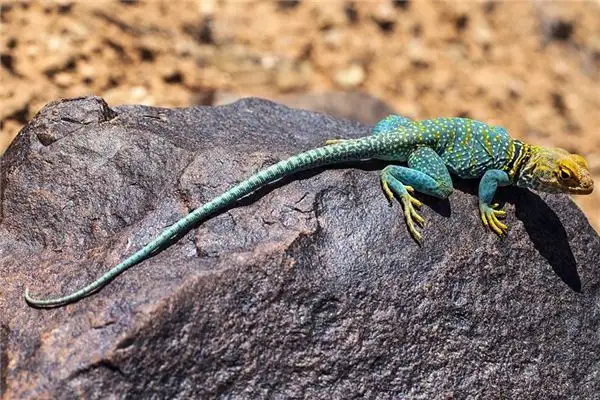 Dreaming of a Dead Lizard Meaning and Interpretation - NuvoraDream
