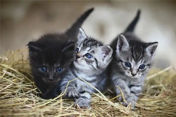 Dream Interpretation of Cats Giving Birth to Kittens - NuvoraDream - DreamDecode-DreamDecode