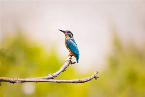 Dream of Kingfisher Meaning and Interpretation - NuvoraDream - DreamDecode-DreamDecode
