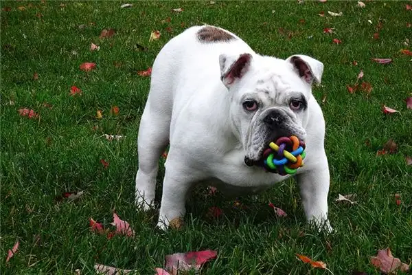 Dream Interpretation of Bulldog in Your Sleep - NuvoraDream