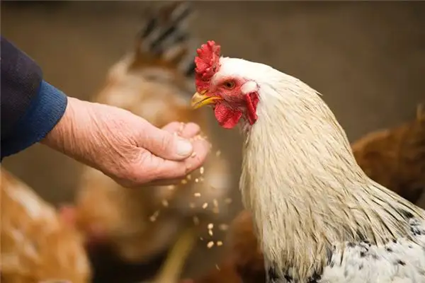 Dream Interpretation Chicken Biting Someone Meaning at NuvoraDream - DreamDecode-DreamDecode