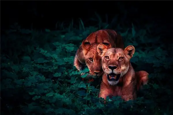 Dream Interpretation Hearing a Lion Roar in Your Sleep NuvoraDream - DreamDecode-DreamDecode
