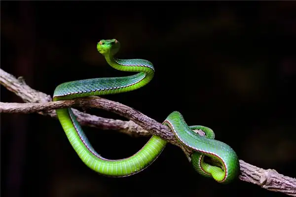 Dream Interpretation Snake Entering House Meaning - NuvoraDream