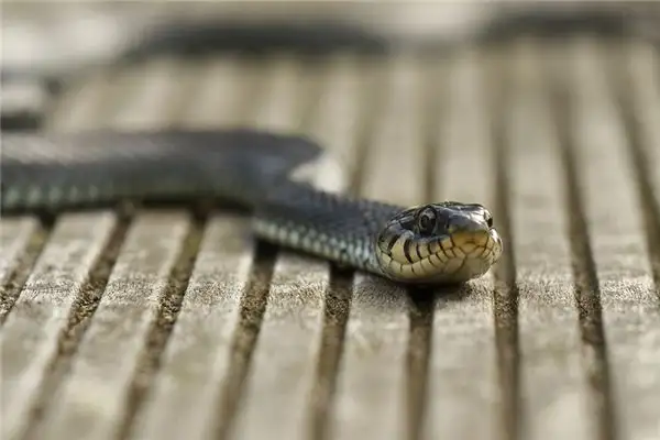 Dream of Water Snake Meaning - NuvoraDream Interpretation - DreamDecode-DreamDecode