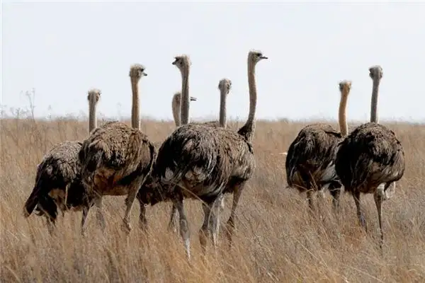 Dreaming of an Ostrich Meaning and Interpretation - NuvoraDream - DreamDecode-DreamDecode