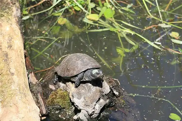 Dream Interpretation of Turtles and Tortoises - NuvoraDream - DreamDecode-DreamDecode