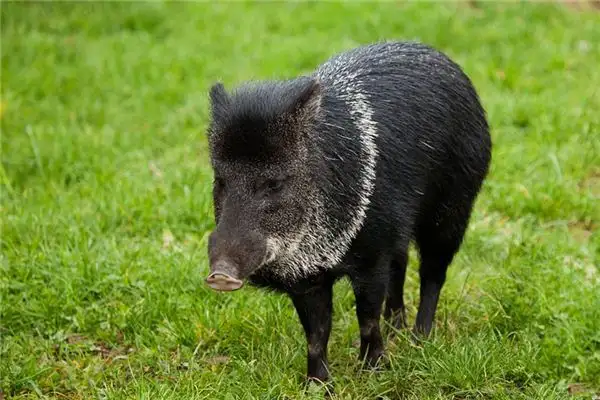 Dream of Black Pig Meaning and Interpretation - NuvoraDream - DreamDecode-DreamDecode