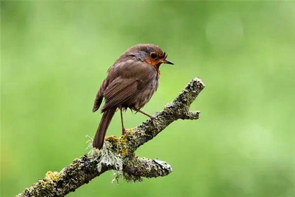Dream of Wagtail Meaning and Interpretation - NuvoraDream - DreamDecode-DreamDecode