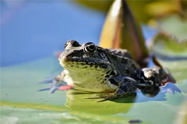 Dreaming of Toads Meaning and Interpretation - NuvoraDream - DreamDecode-DreamDecode