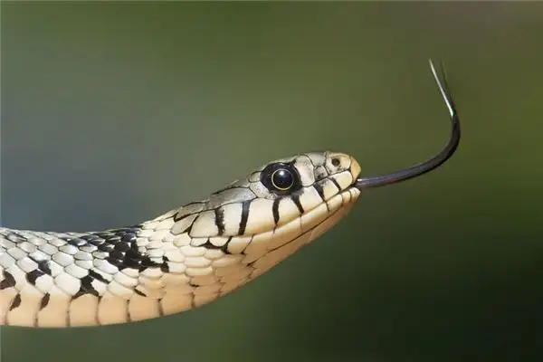 Dream Interpretation of Being Surrounded by Snakes - NuvoraDream