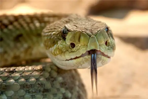 Dream Interpretation Killing a Snake Meaning - NuvoraDream - DreamDecode-DreamDecode
