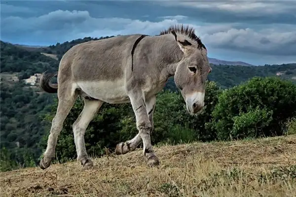 Dream of a Donkey Braying Meaning and Interpretation - NuvoraDream
