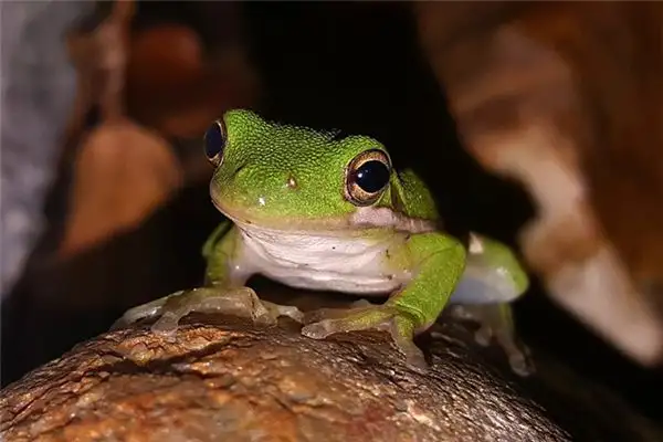 Dreaming of Frog Croaking Meaning and Interpretation - NuvoraDream - DreamDecode-DreamDecode