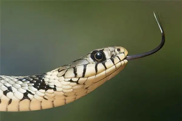 Dream Interpretation of Snakes and Turtles Facing Each Other - NuvoraDream - DreamDecode-DreamDecode