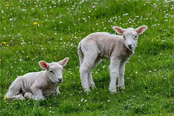 Dream of White Sheep Meaning and Interpretation - NuvoraDream - DreamDecode-DreamDecode