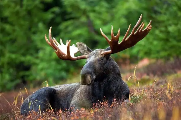 Dream of Antlers Meaning - Nuvora Dream Interpretation-DreamDecode