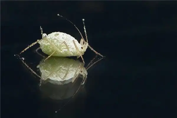 Dreaming of Lice on Your Body Meaning and Interpretation - NuvoraDream - DreamDecode-DreamDecode