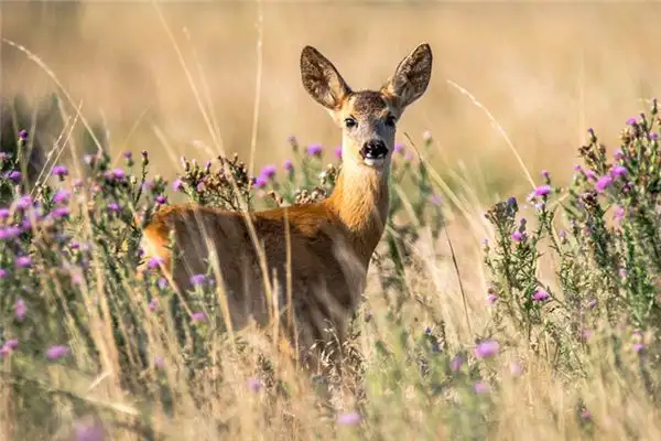 Dream of Deer Meaning and Interpretation - NuvoraDream - DreamDecode-DreamDecode