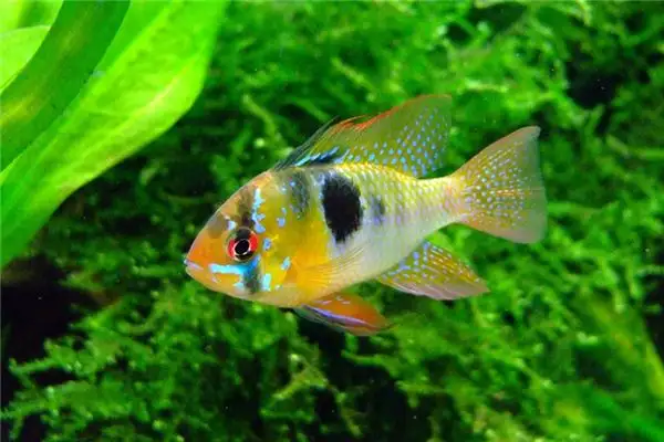 Dreaming of Sea Bream Meaning and Interpretation - DreamDecode-DreamDecode