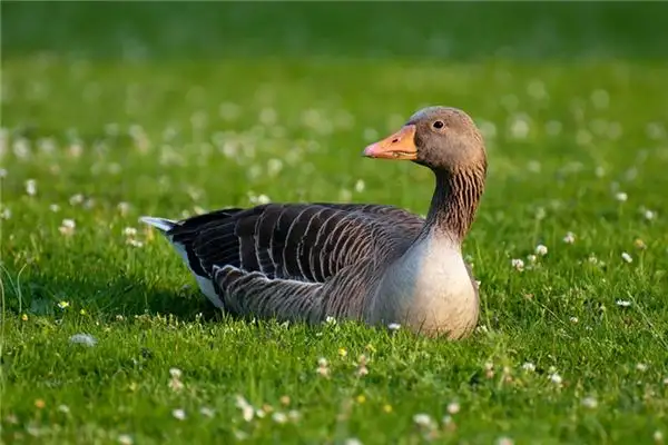 Dream Interpretation of Geese and Ducks - NuvoraDream - DreamDecode-DreamDecode