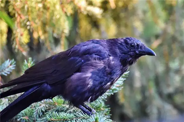 Dream of Jackdaw Meaning and Interpretation - NuvoraDream - DreamDecode-DreamDecode