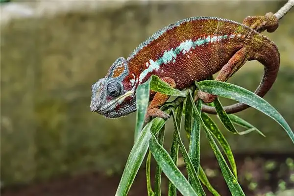 Dreaming of a Chameleon Meaning and Interpretation - NuvoraDream - DreamDecode-DreamDecode