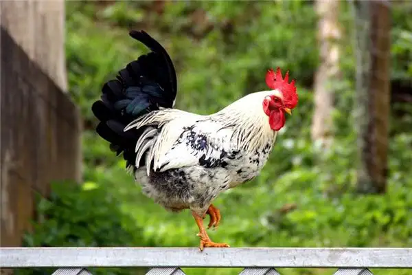 Dream Interpretation of Rooster in Your Sleep - NuvoraDream - DreamDecode-DreamDecode