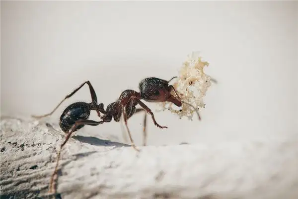 Dream Interpretation Ant Carrying Something in Mouth NuvoraDream - DreamDecode-DreamDecode