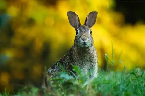 Dream of Rabbits Running in the Field - Nuvora Dream Interpretation - DreamDecode-DreamDecode