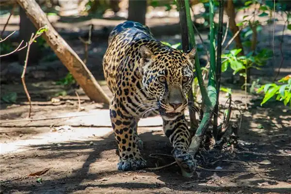 Dream of a Leopard Meaning and Interpretation - NuvoraDream - DreamDecode-DreamDecode