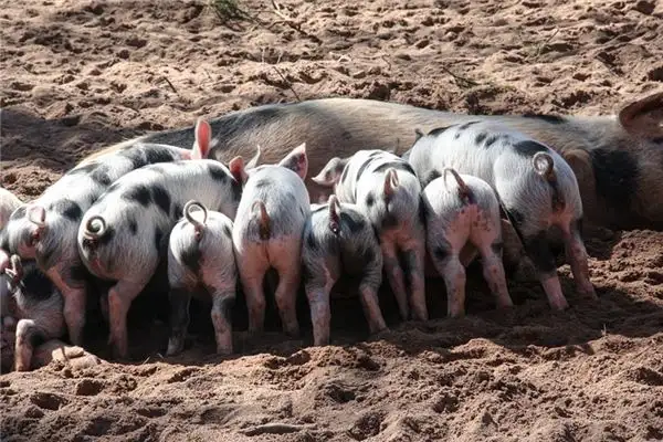 Dream of Pig Tail Meaning - Nuvora Dream Interpretation - DreamDecode-DreamDecode