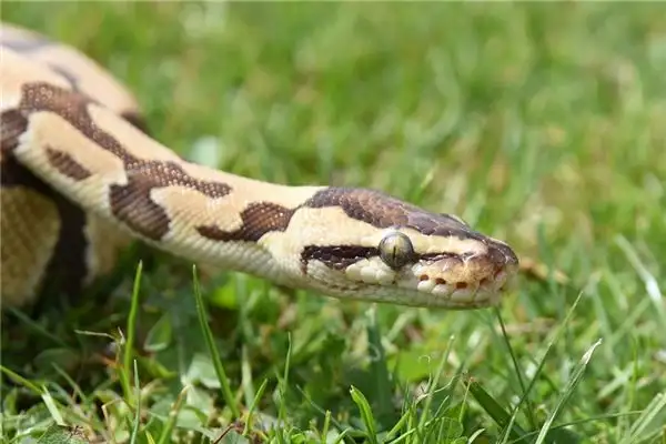 Dream Interpretation of Snakes in House - NuvoraDream - DreamDecode-DreamDecode
