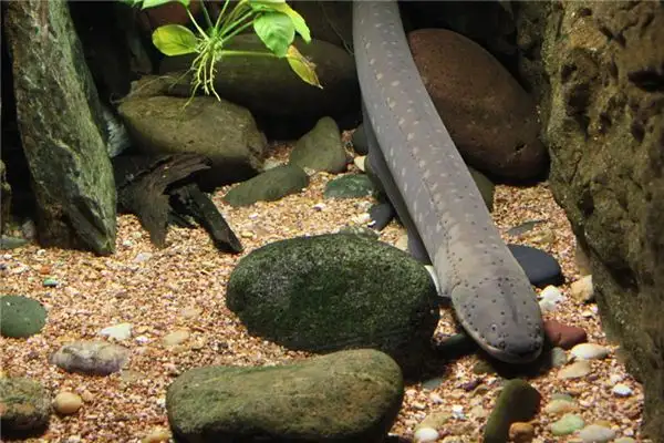 Dream Interpretation of Eels in Sleep NuvoraDream - DreamDecode-DreamDecode